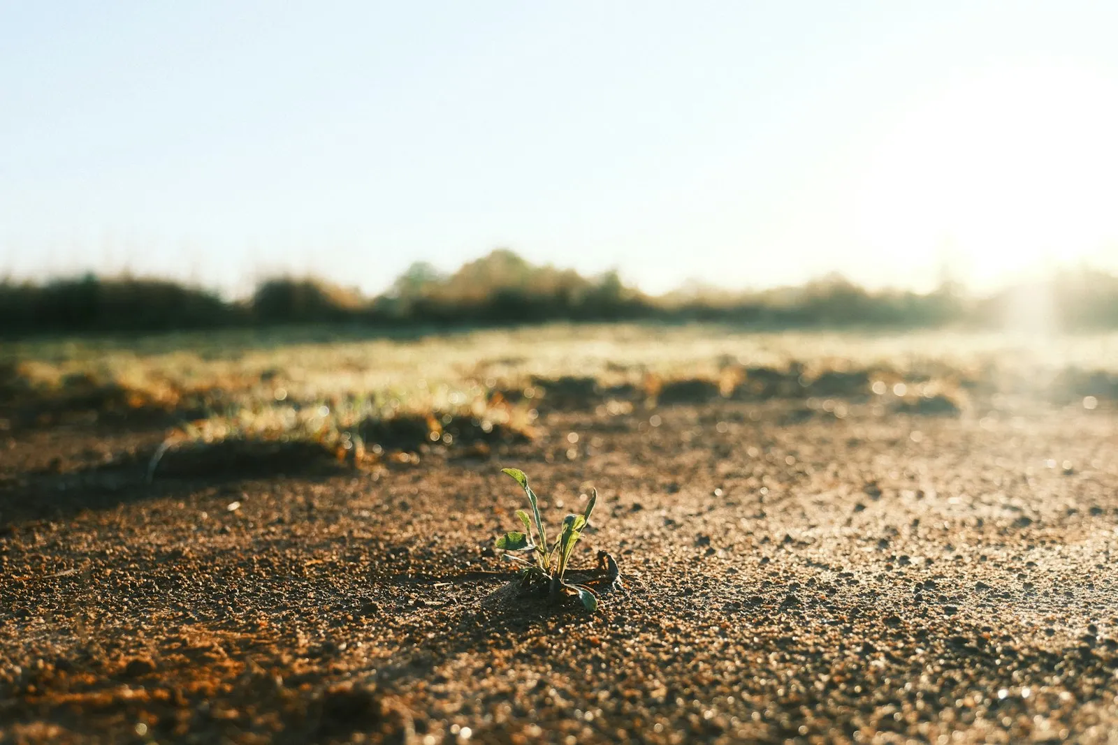 A small plant growing in open ground A small plant growing in open ground