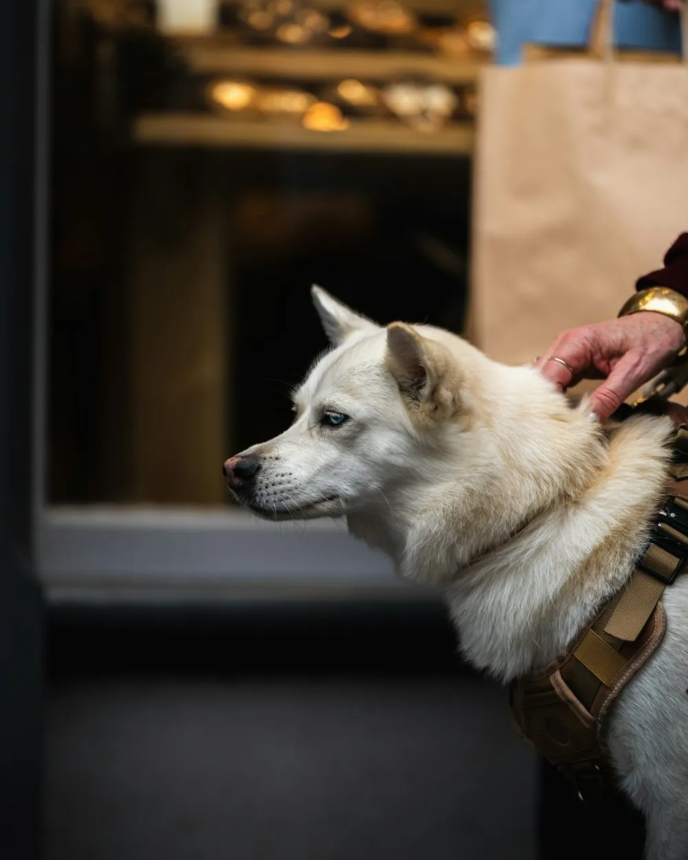 Therapy dog services at The Trinity in Fort Worth Texas, animal-assisted support for anxiety, trauma, and children in therapy. Therapy dog services at The Trinity in Fort Worth Texas, animal-assisted support for anxiety, trauma, and children in therapy.