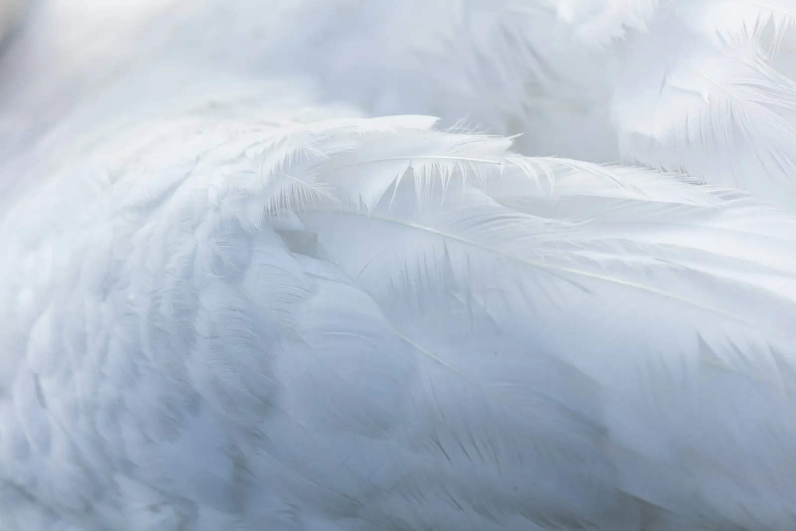 A single feather in soft light A single feather in soft light