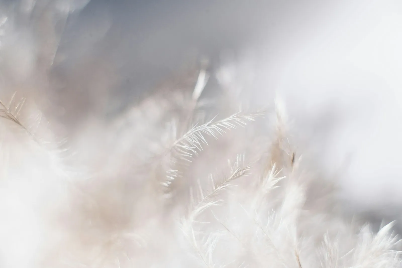A single feather resting on a neutral surface