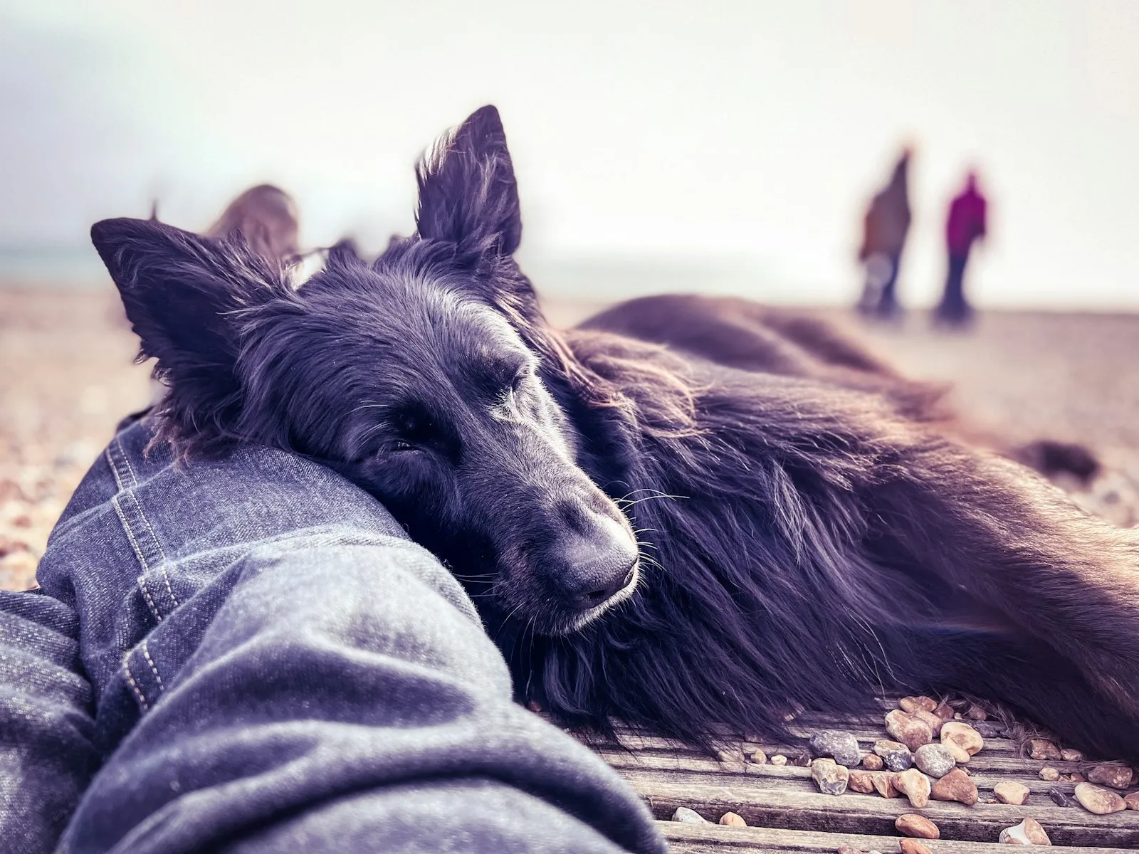 A calm dog resting against a person's leg during a quiet moment A calm dog resting against a person's leg during a quiet moment